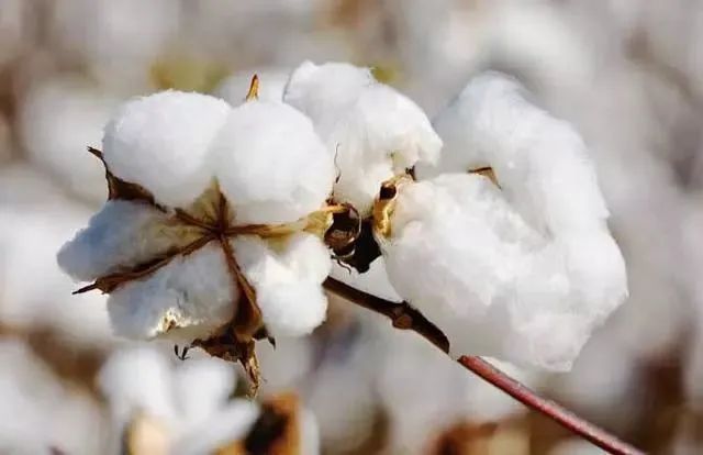 取暖全靠“抖”？在沒有棉襖、羽絨服的古代，是如何御寒的~(圖12)